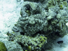 IMG 2962 Common Octopus